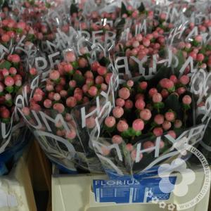 Coco casino hypericum