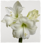 Amaryllis