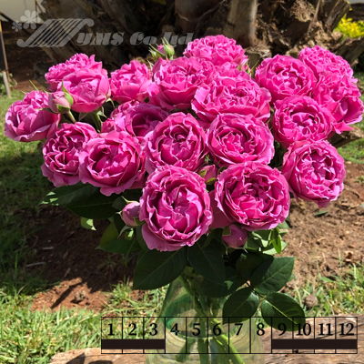 FRANZ フランツ コレクション 薔薇 バラ 花瓶 (2)（世界の逸品 